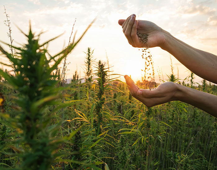 Hands pouring seeds in a hemp field at dusk