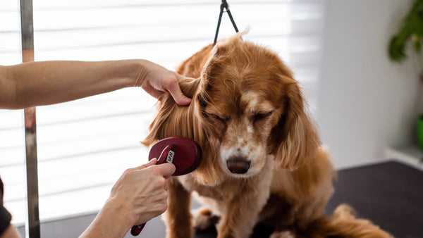 Teaching Children to Care for Dog