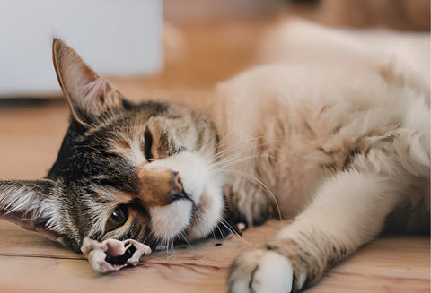 Recognizing the Signs Your Cat is Dying