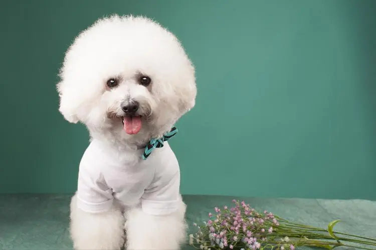 Bichon Frises