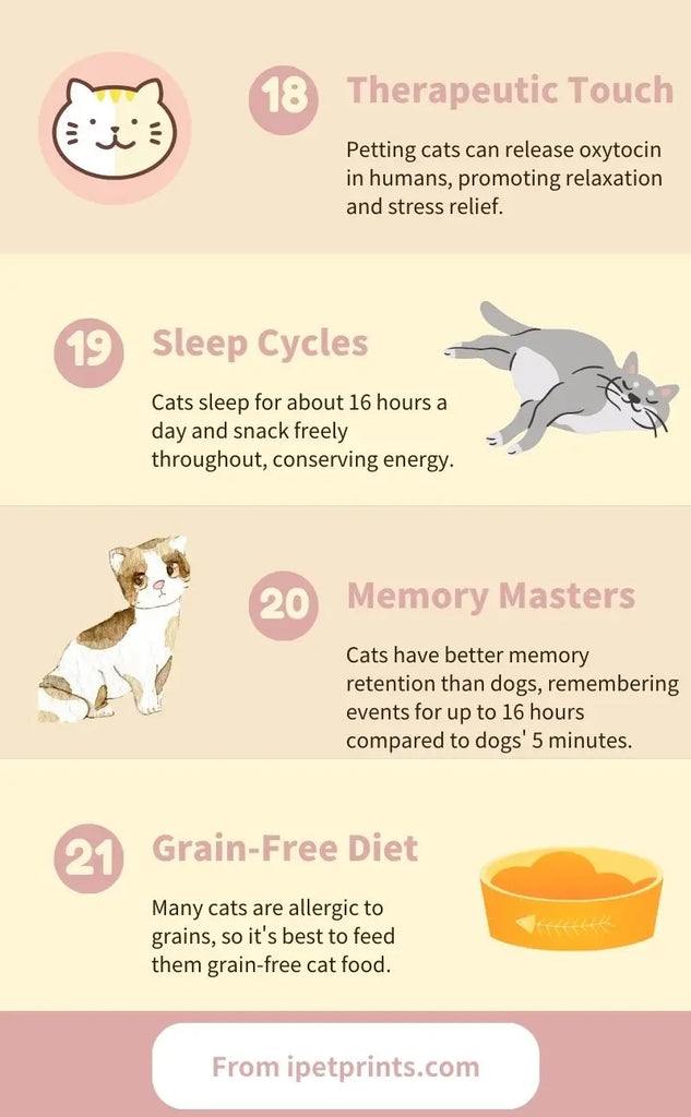 21 Amazing Facts About Cats: What You Must Know