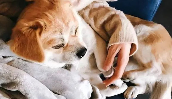 7 Signs Your Elderly Dog is Dying and How They Say Goodbye