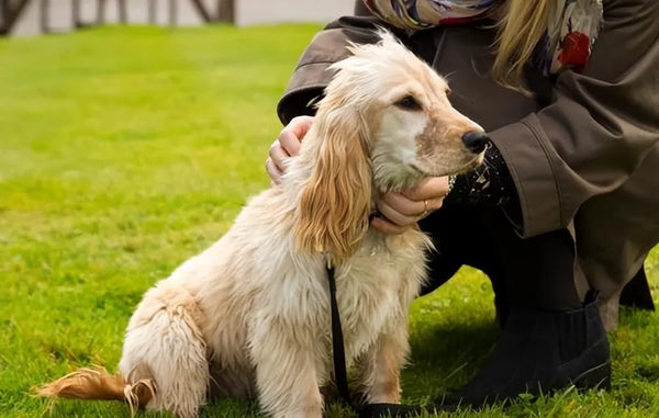 6 Signs Your Dog Loves and Trusts You