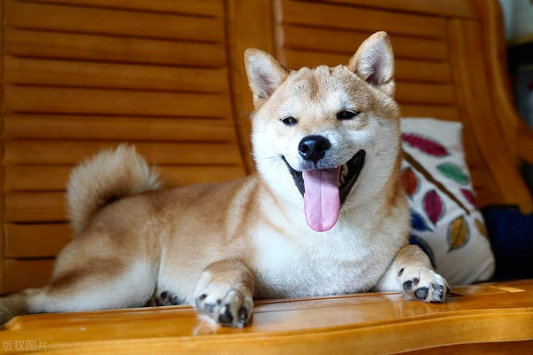 22 Special Things About the Shiba Inu of Dog Breeds