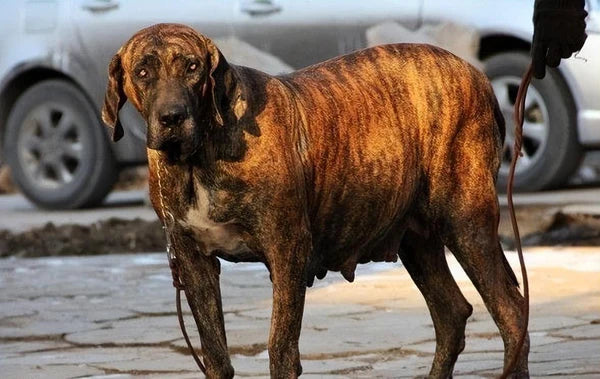 Brazilian Mastiff (Fila Brasileiro)