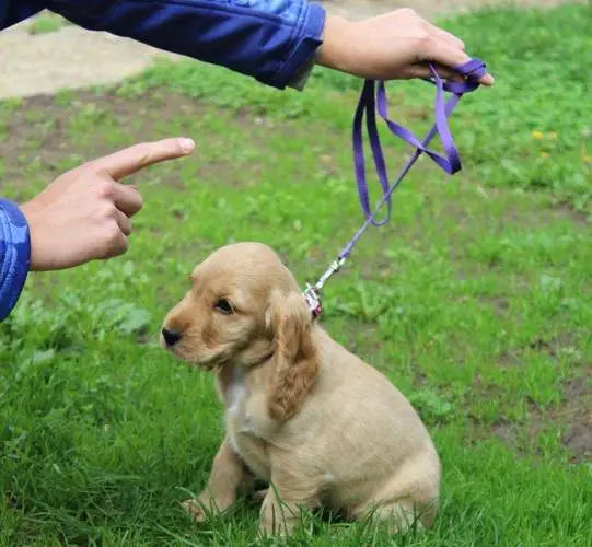 Leash Training