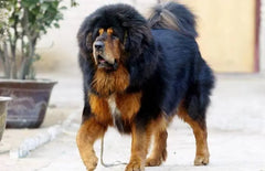 Top 10 Most Aggressive Dog Breeds in the World