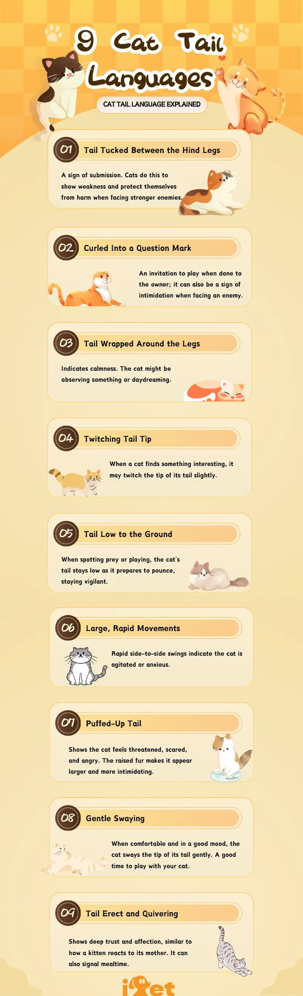 9 Meanings of Cat Tails | Cat Tail Language Explained