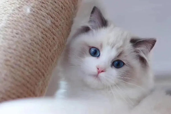 Ragdoll Cat