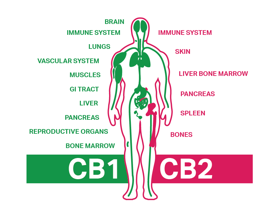 A Wide World Of CBD Products