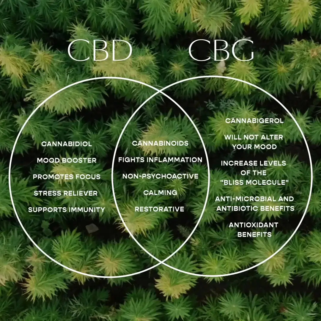 CBG oil vs CBD