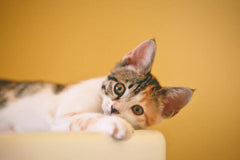 A tiger patterned cat with white on the lower part of its face, legs, and stomach is on a light brown table, front right paw stretched forward and head tipped to its left, in front of a dark yellow background.