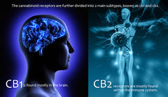 cb1 cb2 receptors, endocannabinoid system, ECS, CBD, CBD oil