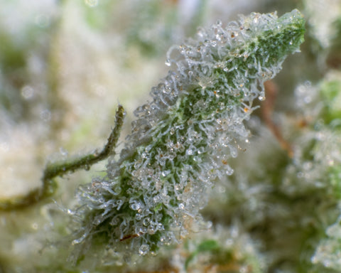 Cannabis trichomes close up, by Corey Hartley
