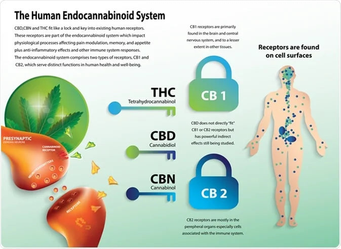 The Human Endocannabinoid System
