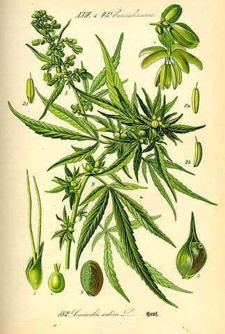 cannabis whole plant
