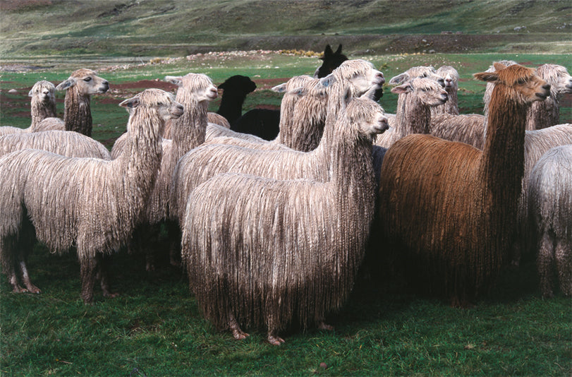 peruvian alpaca