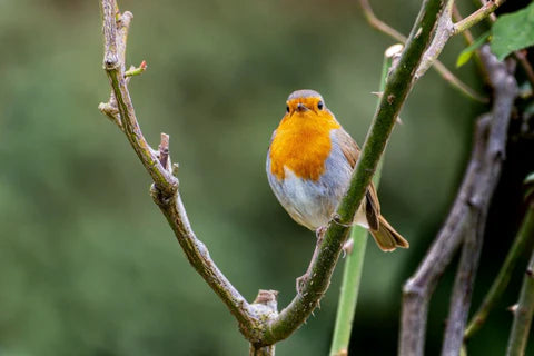 robin.webp__PID:e99e655c-2297-4bee-bb4a-9d24c08af1c4