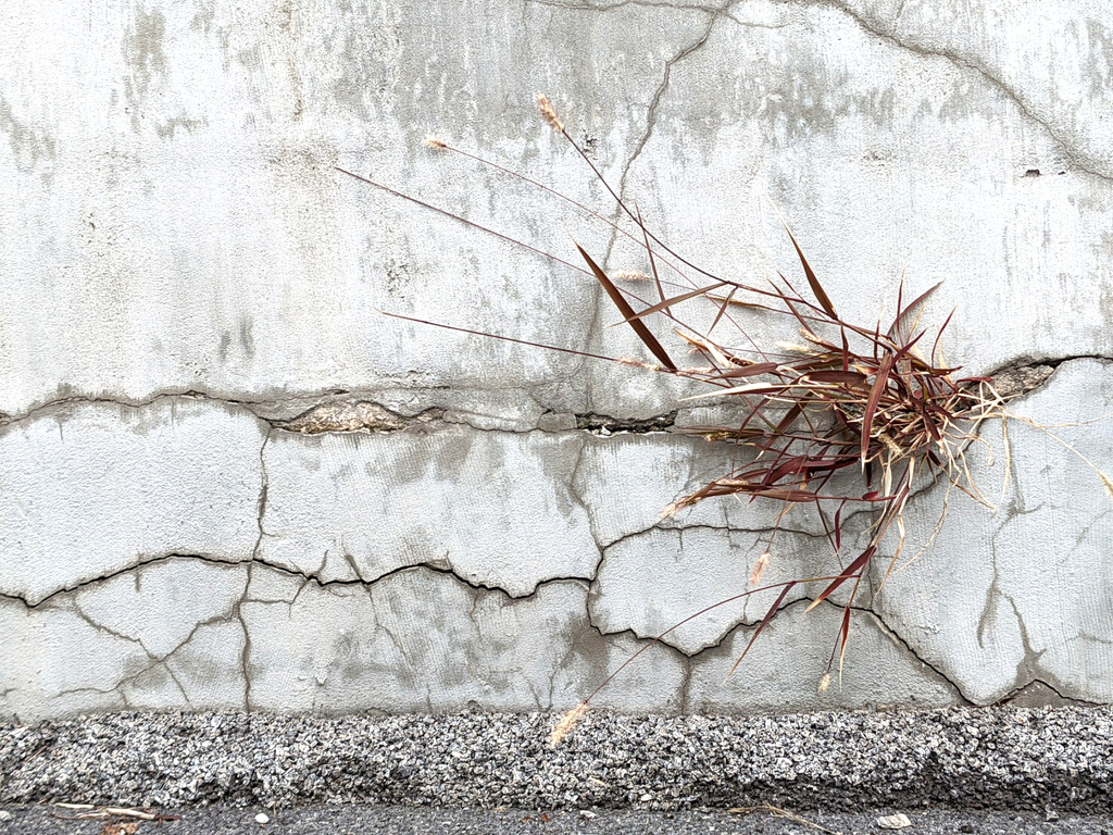 photo of weeds growing out of wall, helen carter 2021