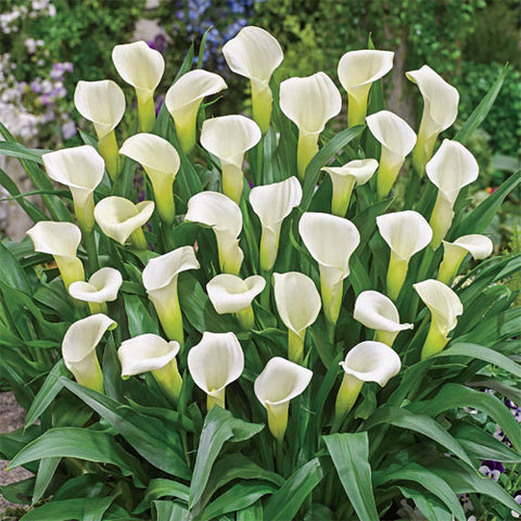 A bunch of calla lilies
