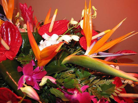 An Image of a bird of paradise flower