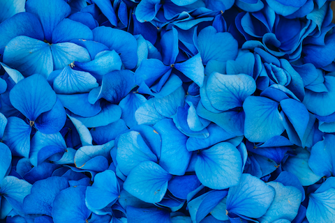 Colourful blue blossoms