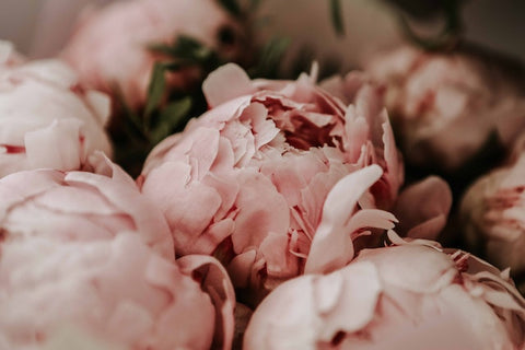 An image of peonies