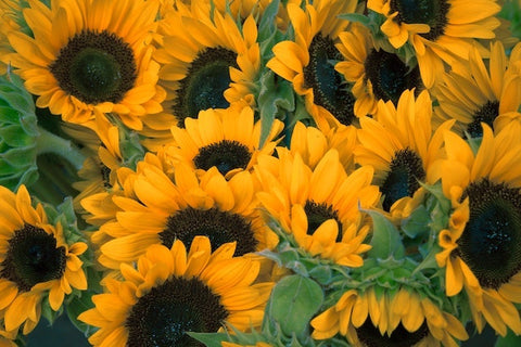 A bunch of sunflowers