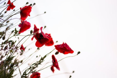 A bunch of red flowers