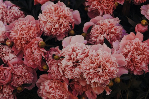 A bunch of carnations 
