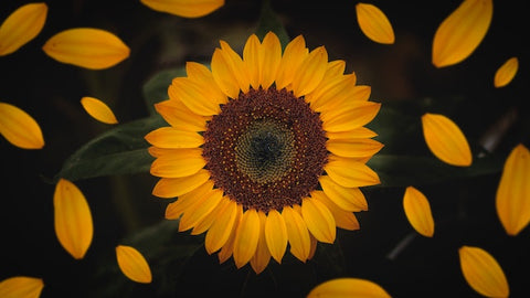 An image of a sun flower