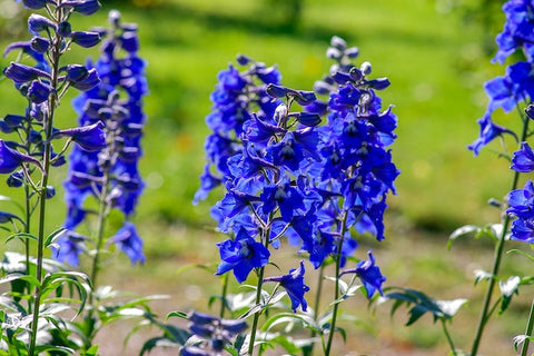 An image of a delphinium