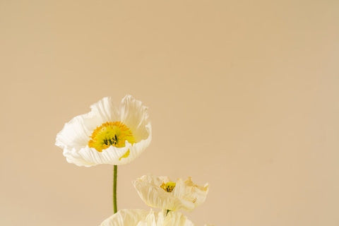 A beautiful flower in a light yellow background