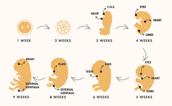[DIAGRAM] Diagram Fetus First Trimester - MYDIAGRAM.ONLINE