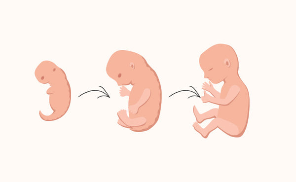 Fetal Development First Trimester