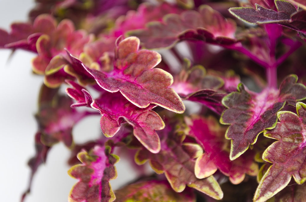 Forskolin Plant