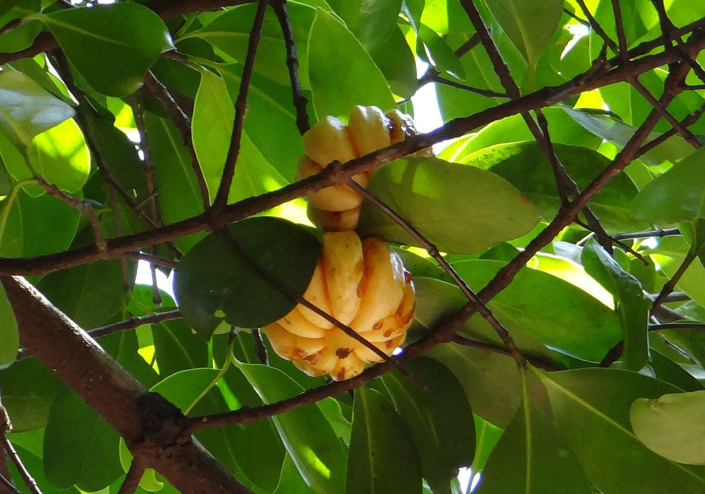 Garcinia Cambogia fruit