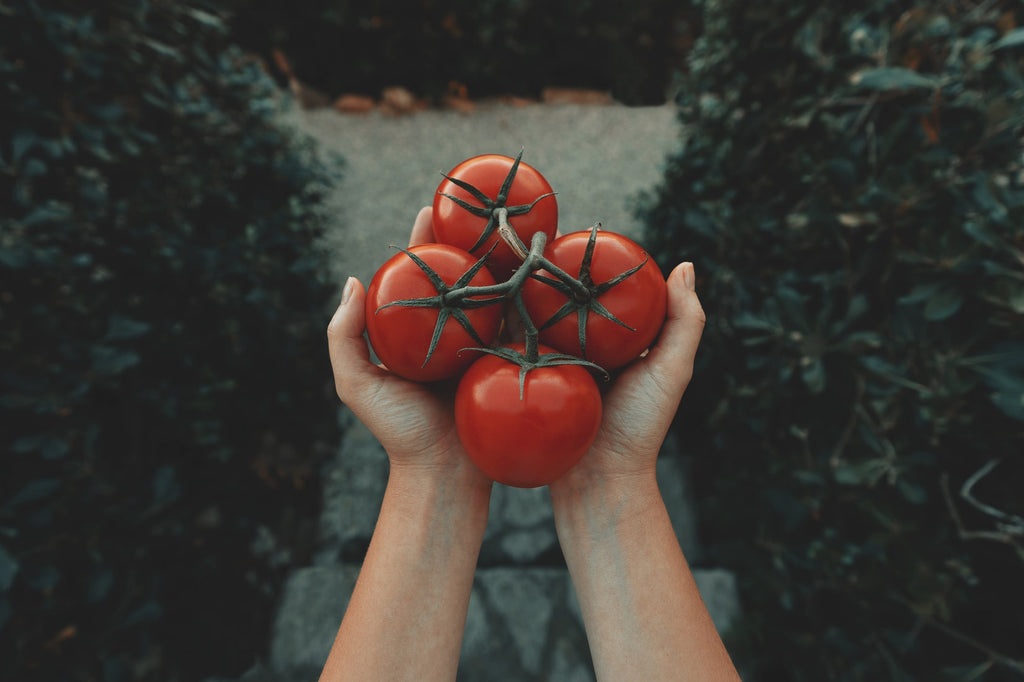Holding tomatoes