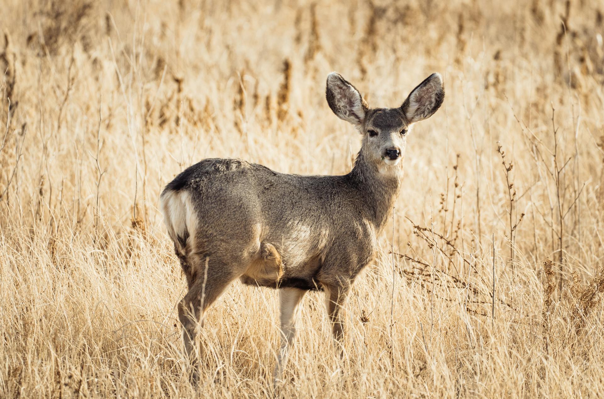 Deer photo by Danny Shives