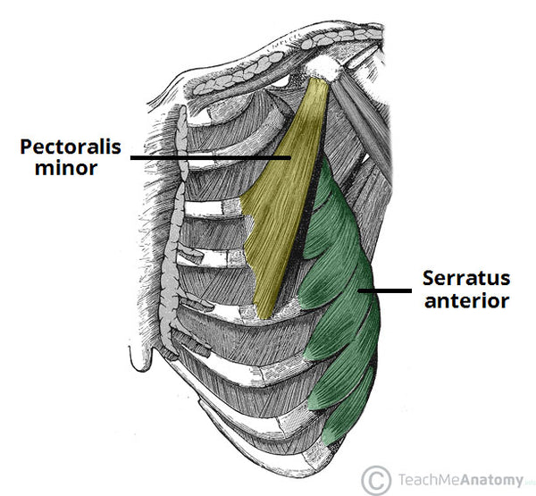 Pectoralis minor