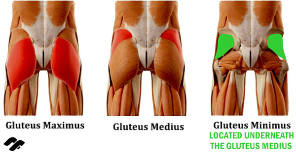 Gluteus Minimus anatomy