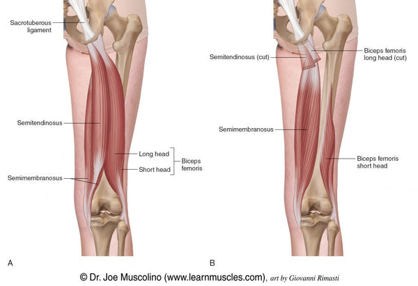 Hamstring anatomy diagram