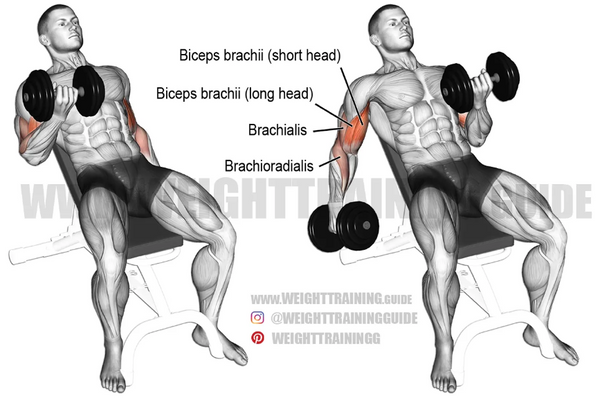 incline dumbbell curl