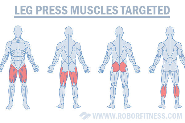 Muscles targeted by the leg press