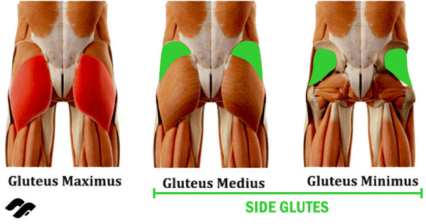 side glute anatomy