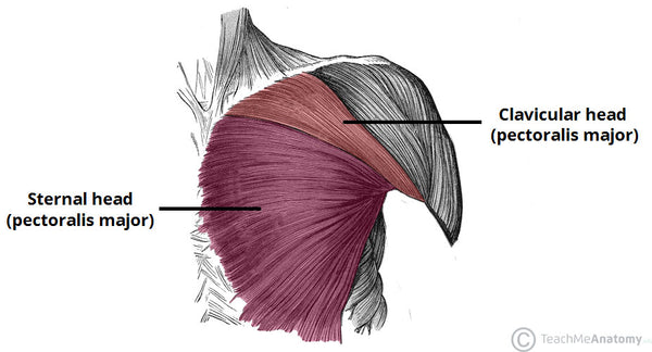 Pectoralis major anatomy