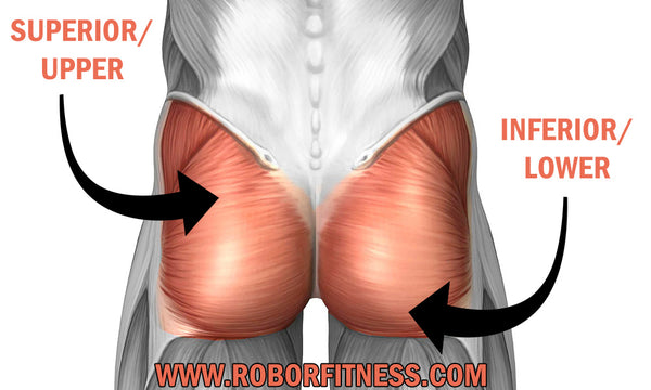 Superior and Inferior Glute Portions