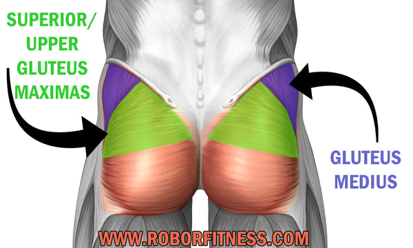 How To Build Lower Glute Shelf Effectively - PumpX