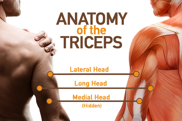 Triceps anatomy