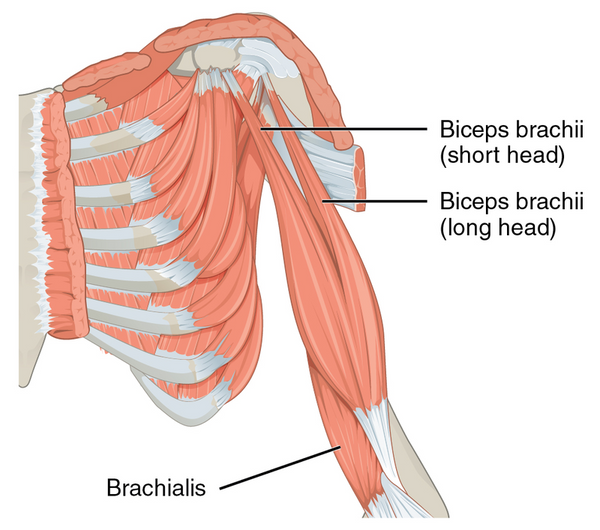 bicep anatomy